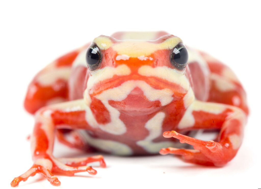 Una rana del sur de Ecuador y del norte de Perú en el centro del caso de Alexéi Navalni - ad22c9cb9d582be9ce0f6a2f062938a720d95b91w-1024x743