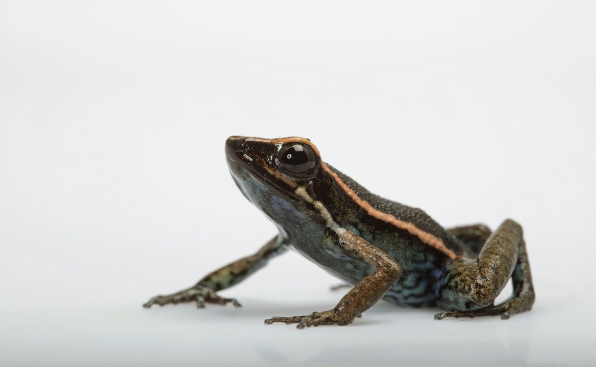 rana-dardo Reino Unido evalúa sanciones contra Rusia por envenenamiento de Navalni - rana-dardo