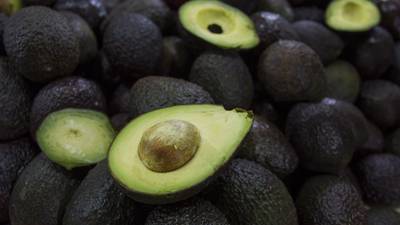 EU ‘declara la guerra’ al aguacate mexicano: ¿Por qué pide prohibir su importación?