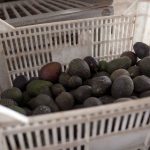 Cada día de sanción a aguacates michoacanos cuesta entre 7.5 y 10 mdd: Grupo Consultor de Mercados Agrícolas