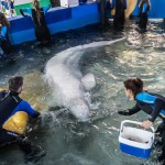 Rescatan con éxito a dos belugas de acuario de Ucrania y las trasladan a Valencia