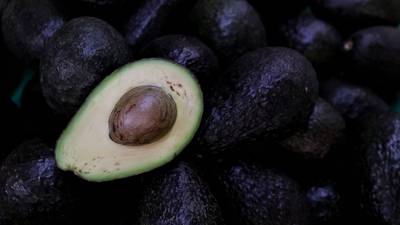 ‘Hey, mister’: Trabajan productores de aguacate para restablecer exportaciones a EU