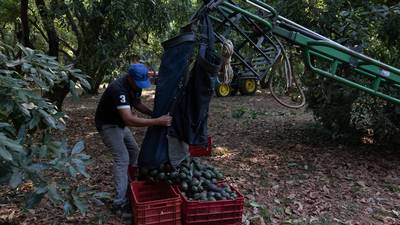 Pausa en exportación de aguacate a EU: ¿Cuál fue ‘la gota que derramó el vaso’ para tomar la decisión?