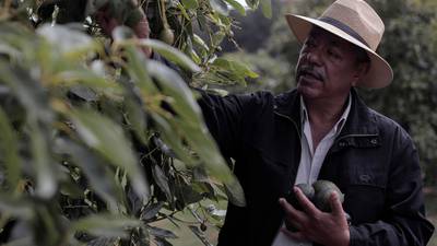 Michoacán: ‘Narco’ y violencia amenazan la demanda de aguacate por Super Bowl