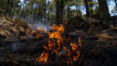 Veracruz en llamas: Incendios forestales ‘devoran’ más de 9 mil hectáreas en lo que va de 2024