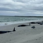 Hallan al menos 77 ballenas varadas en isla de Escocia