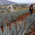 UNAM indaga el genoma del agave para que sobreviva al calentamiento global