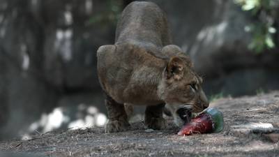 Ola de calor en México: Refugios ‘les prenden el clima’ a animales para salvarlos (fotos)