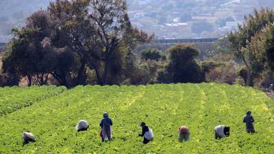 Políticas de AMLO ‘asfixian’ al campo y condenan a ‘crisis alimentaria’, acusan campesinos