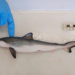 Detectan tiburones intoxicados con cocaína “por primera vez en el mundo” en Brasil