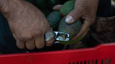 Envíos de aguacate a EU: ¿Cuándo se reanudarán y quiénes vigilarán a inspectores en Michoacán?