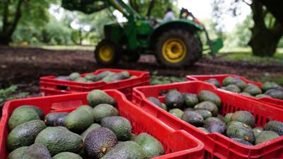 Aguacate hace ‘brillar’ a México: Es líder en exportaciones de la fruta más vendida en el mundo