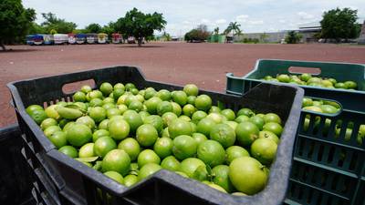 Más limón a la herida: Productores de Michoacán hacen paro por bajo precio del cítrico y extorsiones