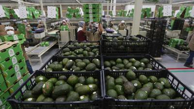 Violencia ‘pudre’ al aguacate: Comerciantes denuncian subida del 40% en precio por esta causa