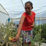 Migrantes varados en Ciudad Juárez cultivan sus propios alimentos