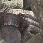 Mordidas de serpiente causan una muerte cada 5 minutos en el mundo