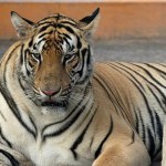 Tigre siberiano escapa de zoológico en Reynosa