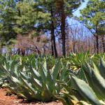 Diversidad genética del agave cae casi 100 % en México por falta de polinización