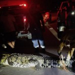 Capturan 9 cocodrilos en Acapulco tras el paso de ‘John’