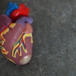 El corazón envía señales al cerebro para dormir más y mejorar recuperación tras un infarto