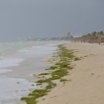 Localizan a 4 de los 15 pescadores desaparecidos en Yucatán por ‘Milton’