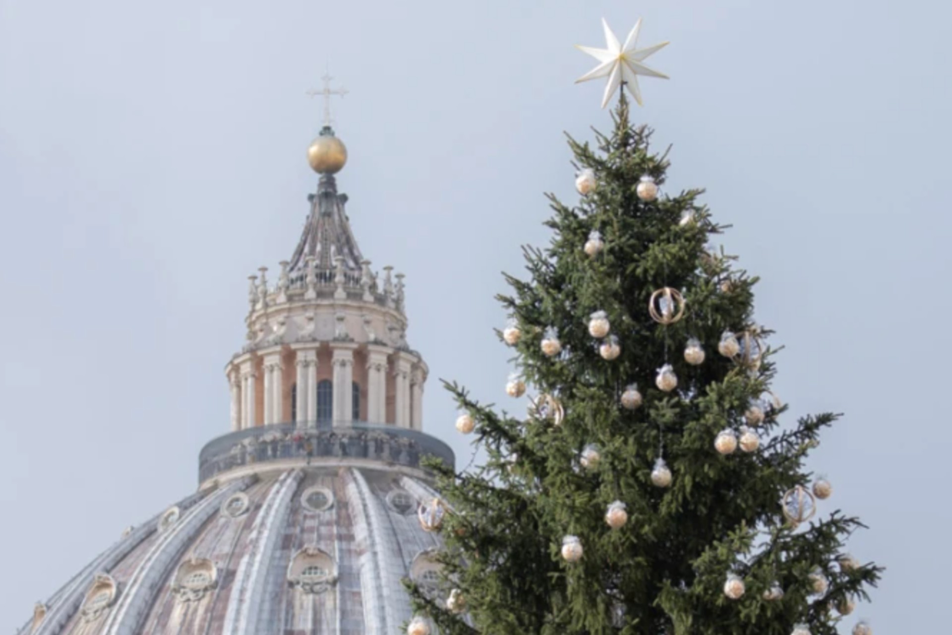 Recogen firmas para evitar talar el árbol de Navidad destinado a la Plaza de San Pedro