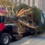 Árbol de Navidad del Rockefeller Center llega a Nueva York para inaugurar la temporada