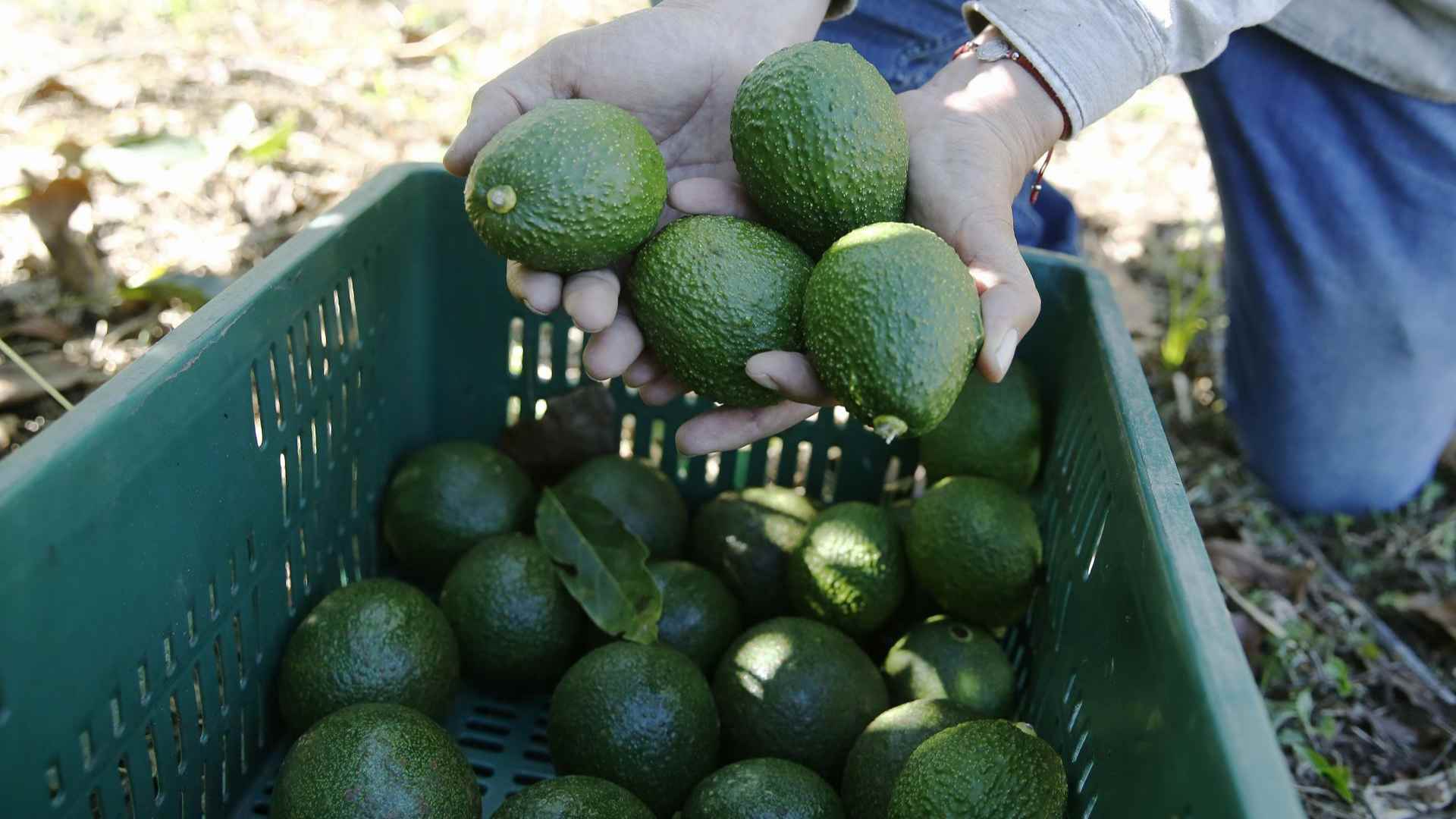 EE.UU. abrirá sus fronteras para importar aguacate Hass desde Guatemala