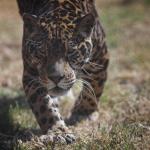 Solo 26.9 % de paisajes prioritarios para el jaguar en México están conservados