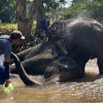 El baño con elefantes, la popular actividad turística tailandesa criticada por animalistas