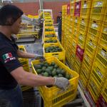 Productores mexicanos de aguacate exportarán unas 110 mil toneladas para el Super Bowl LIX