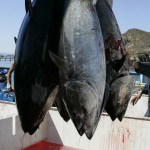 Siguen los ataques al sector pesquero de BC tras asesinato de presidenta de Canainpesca