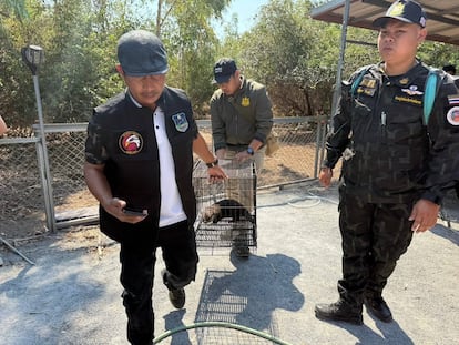 La policía tailandesa incauta a los animales salvajes protegidos que encontraron en el santuario del 'youtuber' y naturalista Frank Cuesta, el el jueves 27 de febrero de 2025.