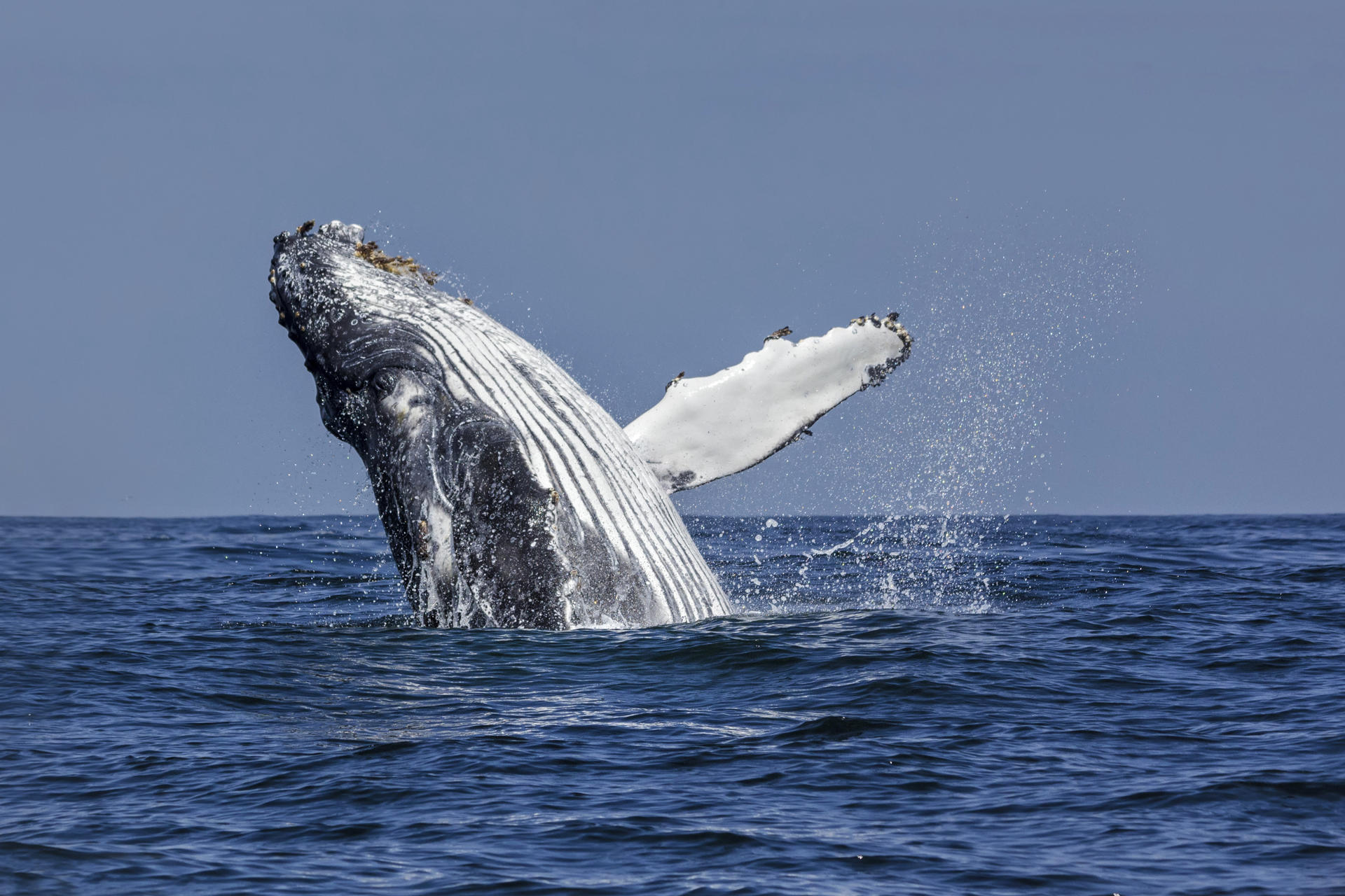 Chile se ha convertido en un “corredor mortal” para las ballenas