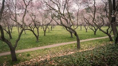 Almendros Quinta de los Molinos