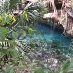 Hallan restos óseos de un perezoso y caballos extintos en cenote de Yucatán