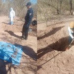 Hallan 40 osamentas en fosas clandestinas en Hermosillo