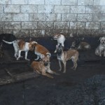 Rescatan a 100 perros en Mexicaltzingo tras denuncia por venta de carne