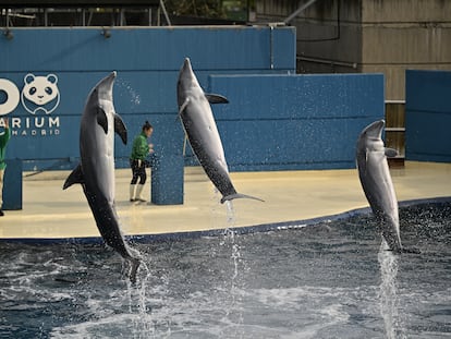 Los delfines del Zoo de Madrid durante uno de sus espectáculos, en febrero de 2023.