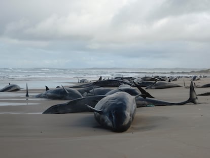 Ballenas varadas en Australia