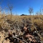 Sequía extrema golpea a Chihuahua y pone en riesgo la producción agrícola