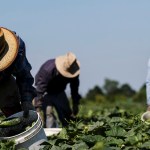 Trump anuncia aranceles a las importaciones agrícolas desde el 2 de abril