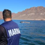 Semar lidera operación de puesta a flote de ballena muerta en costas de Sonora Semar lidera operación de puesta a flote de ballena muerta en costas de Sonora