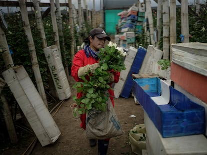 6vzhbulzxza3pldsu4molcngpq Una trabajadora empaca rosas recién cortadas para exportar a Estados Unidos en una granja de flores en Chía, departamento de Cundinamarca (Colombia), en enero de 2025.