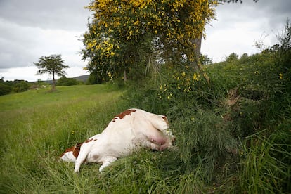 6yipfuty4g3nhk2yhlns4x6lba Vacas rayo Pontevedra