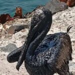 Pemex confirma dos fugas en ducto de aceite que llega a Terminal Marítima de Dos Bocas Pemex confirma dos fugas en ducto de aceite que llega a Terminal Marítima de Dos Bocas