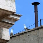 Las gaviotas, la otra imagen del cónclave que molesta en Roma Las gaviotas, la otra imagen del cónclave que molesta en Roma