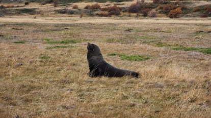Imagen del lobo marino en el Parque Nacional.