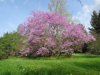 zuptuqpj3jhyxmiwayrrridlmi Árbol del amor o de Judas