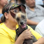 Chiapas convierte en delito el maltrato animal; ¿cuántos años darán de cárcel? Chiapas convierte en delito el maltrato animal; ¿cuántos años darán de cárcel?